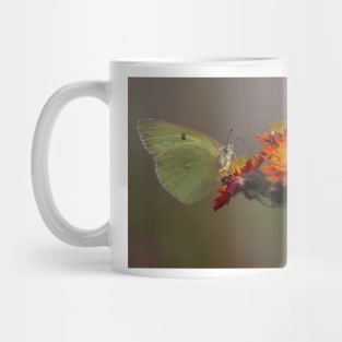 Sulphur butterfly - Algonquin Park, Canada Mug